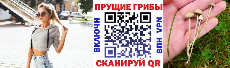 Галлюциногенные грибы прущие грибы  Мензелинск 